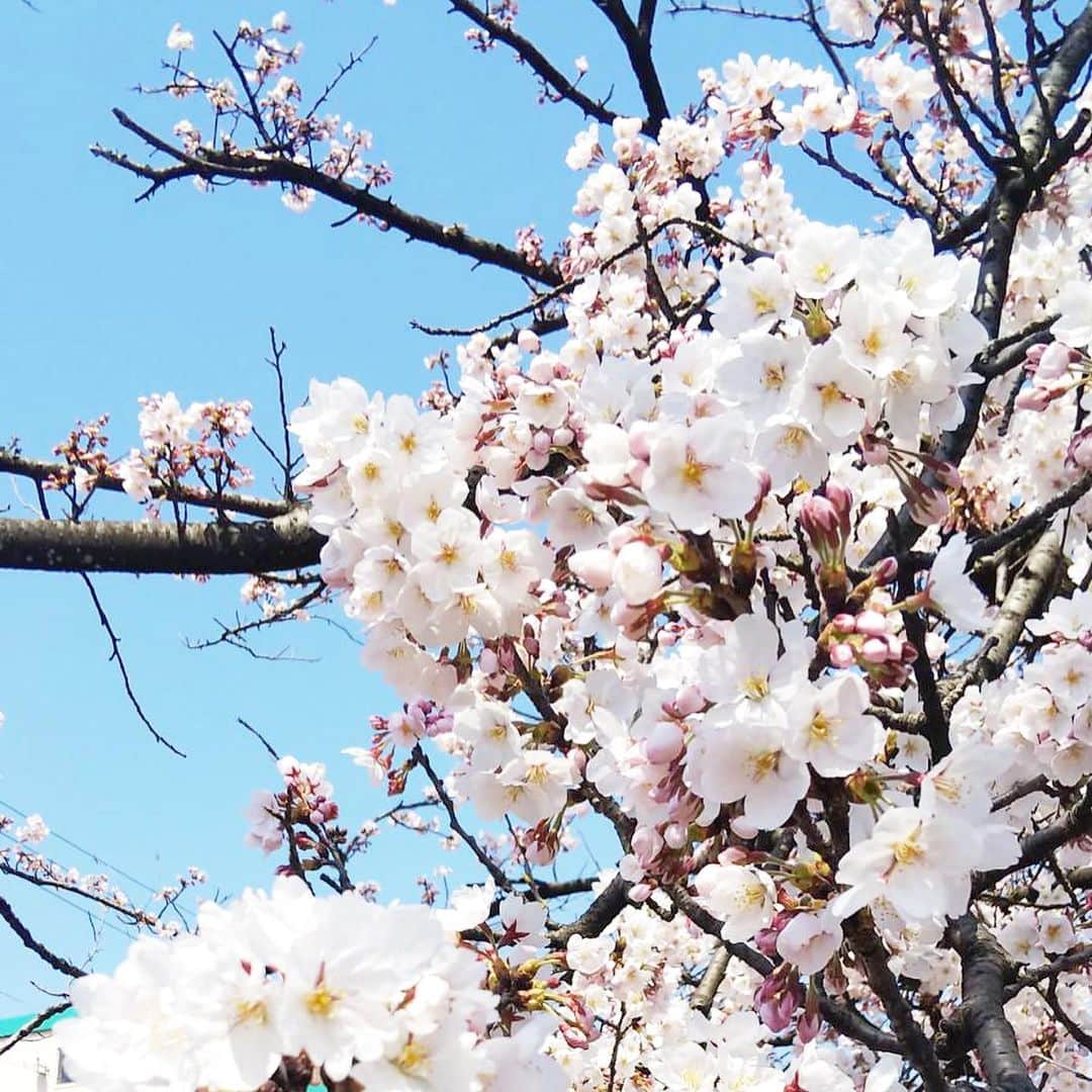 川田御早希さんのインスタグラム写真 - (川田御早希Instagram)「新潟の長岡の桜は今が満開だそう！ 友人が写真を送ってくれました☆  #桜に癒される  #満開の桜 #桜の写真 #引き寄せ #上機嫌 #いい気分 #今幸せでいよう #今を楽しむ」4月5日 12時48分 - misaki_kawada