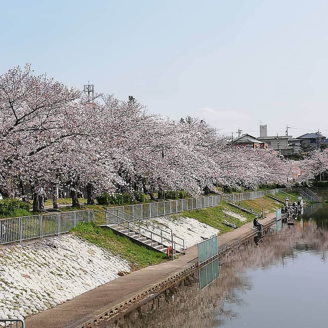 佐藤裕二さんのインスタグラム写真 - (佐藤裕二Instagram)「地元の桜まつりも中止になりました。 そんな中でも太公望は泰然自若。 桜は毎年咲きますもんね。  #名古屋#緑区 #桜 #満開  #ソメイヨシノ  #太公望 #釣り#へらぶな釣り #へら  #ジョギング #ランニング  #ジョギング桜 #一人桜  #socialdistancing #社会的距離  #避けよう3密#密閉 #密集 #密接  #メーテレ #ドデスカ #佐藤裕二」4月5日 13時19分 - karaage_satou