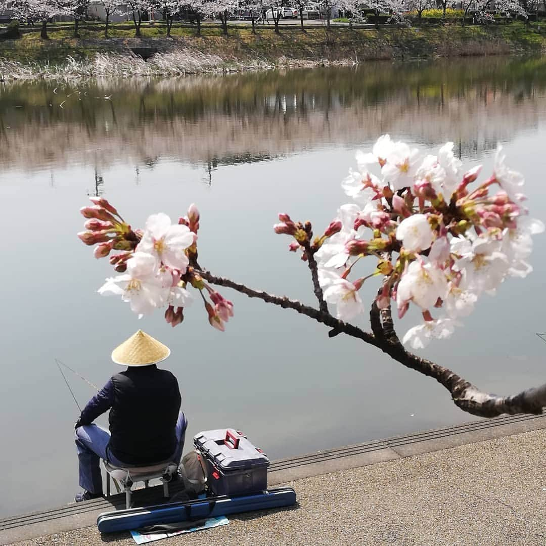 佐藤裕二さんのインスタグラム写真 - (佐藤裕二Instagram)「地元の桜まつりも中止になりました。 そんな中でも太公望は泰然自若。 桜は毎年咲きますもんね。  #名古屋#緑区 #桜 #満開  #ソメイヨシノ  #太公望 #釣り#へらぶな釣り #へら  #ジョギング #ランニング  #ジョギング桜 #一人桜  #socialdistancing #社会的距離  #避けよう3密#密閉 #密集 #密接  #メーテレ #ドデスカ #佐藤裕二」4月5日 13時19分 - karaage_satou