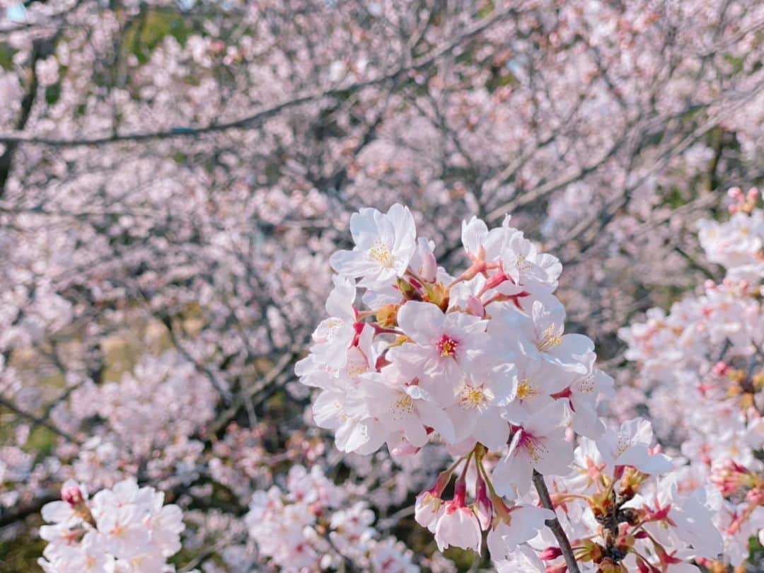 天間晴香さんのインスタグラム写真 - (天間晴香Instagram)「🌸🌸🌸🌸🌸🌸🌸🌸🌸🌸﻿ ﻿ ﻿ ﻿ 来年は花見がしたいな☺️👏🌸﻿ ﻿ ﻿ 家出れないから、﻿ 近所の桜で花見気分🌸🎀🎀﻿ ﻿ ﻿ 桜まじで好き💝﻿ ﻿ #桜 #春 #spring #四季折々 #iPhone写真 #画質良すぎ #iPhone神機能 #iPhoneで撮影 #満開の桜 #好きな花の1つ  #近所の桜 #うちで過ごそう #花見気分」4月5日 13時46分 - haruchimu23