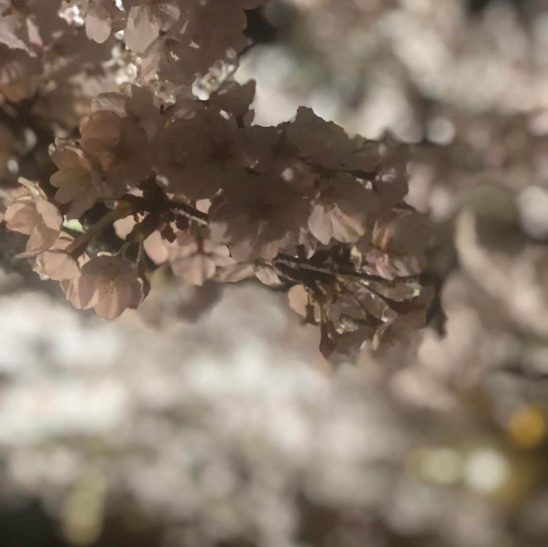 ひうらさとるさんのインスタグラム写真 - (ひうらさとるInstagram)「家から桜が見れる環境を今年ほど感謝した年はありません。 少しでもお裾分けプレゼントさせて下さいねー。 きつい気持ちの時はお家から、外や空を見て乗り切りましょうー。 #cherryblossom  #socialdistancing  #stayathome」4月5日 14時15分 - marikosatoru