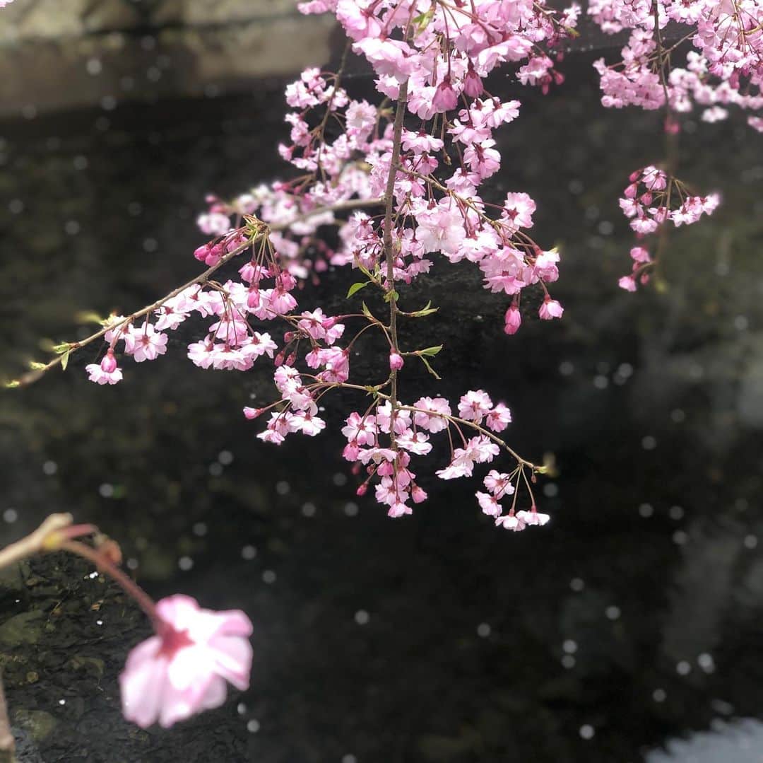 ひうらさとるのインスタグラム：「家から桜が見れる環境を今年ほど感謝した年はありません。 少しでもお裾分けプレゼントさせて下さいねー。 きつい気持ちの時はお家から、外や空を見て乗り切りましょうー。 #cherryblossom  #socialdistancing  #stayathome」