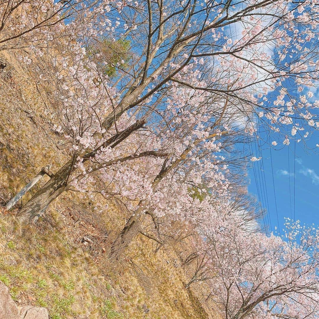 森下舞桜さんのインスタグラム写真 - (森下舞桜Instagram)「気分転換にちょっとだけドライブ🌸  皆さんにも桜をおすそ分け🌸  #桜 #벚꽃  #春 #봄 #綺麗 #예뻐요」4月5日 14時20分 - morishita_mao