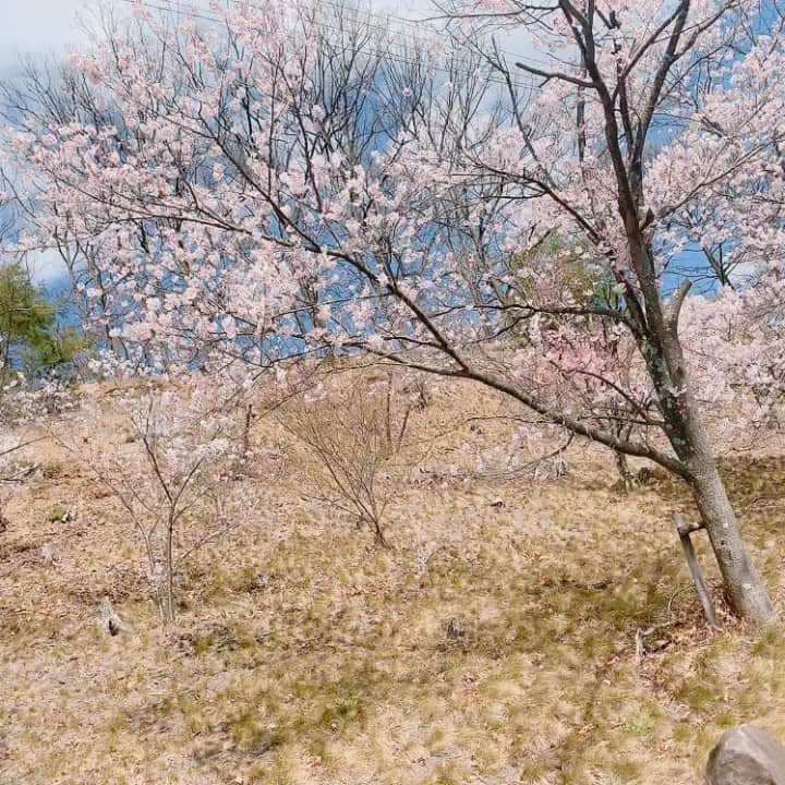森下舞桜のインスタグラム：「気分転換にちょっとだけドライブ🌸  皆さんにも桜をおすそ分け🌸  #桜 #벚꽃  #春 #봄 #綺麗 #예뻐요」