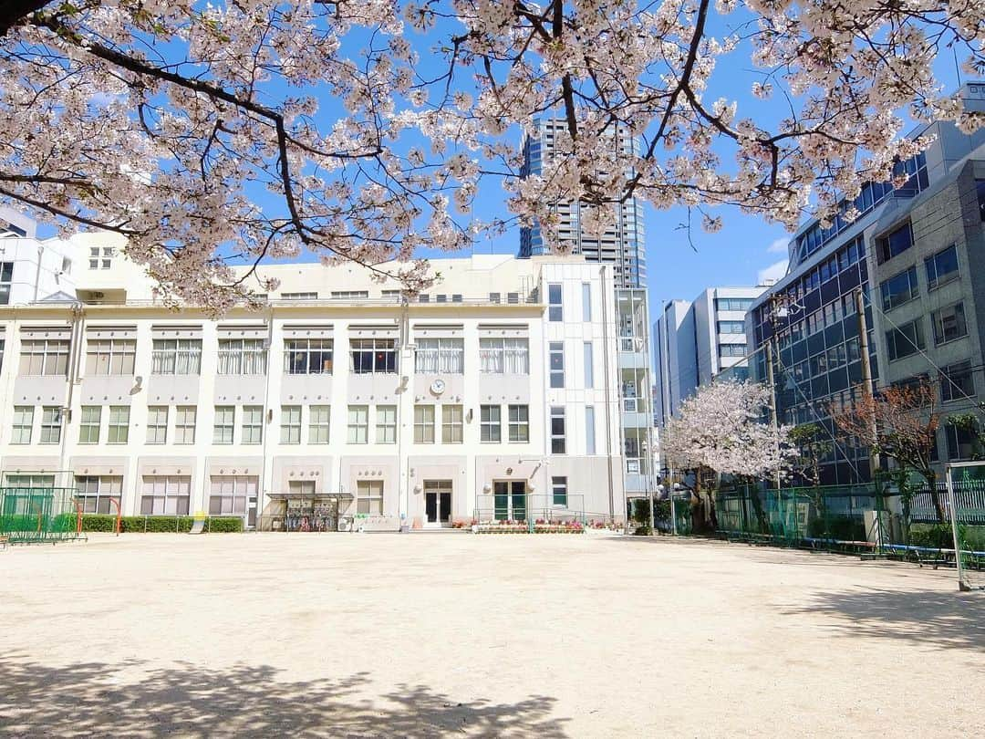 桂春雨さんのインスタグラム写真 - (桂春雨Instagram)「今日の桜。近くの小学校の校庭。誰もいませんが、桜は綺麗に咲いてます。 #桜 #お花見 #小学校 #校庭 #外出自粛 #cherryblossom #flowers」4月5日 14時21分 - harusamek