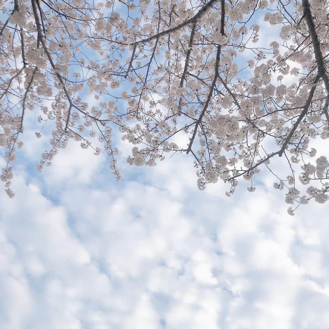 桃咲まゆさんのインスタグラム写真 - (桃咲まゆInstagram)「_ どんな困難だって たいしたことないっていえるように #桜の時 #aiko この歌だいすき ♡🌸」4月5日 15時22分 - mayu_momosaki