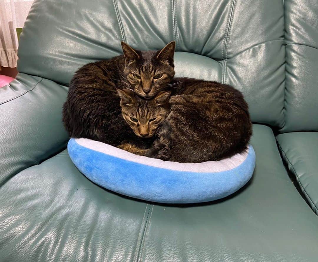 高橋春花のインスタグラム：「実家のおじいちゃん猫たちの 新フォーメーション。 そして1匹に1つずつの時もあるんだね。 癒し！！！ . さて。 今日は何もしていません。 家でだらだらゴロゴロ。 生産性ゼロ。 いつもだったら 何かしなきゃ！！！ と無駄に焦る性格ですが そうだ。 立派にコロナ対策してたんだった。 こんな日もあってよし。 みんなもきっと ゴロゴロしてるはず。笑 #猫#癒し #前の投稿と見比べてね #おうち時間 #高橋春花#HTB」