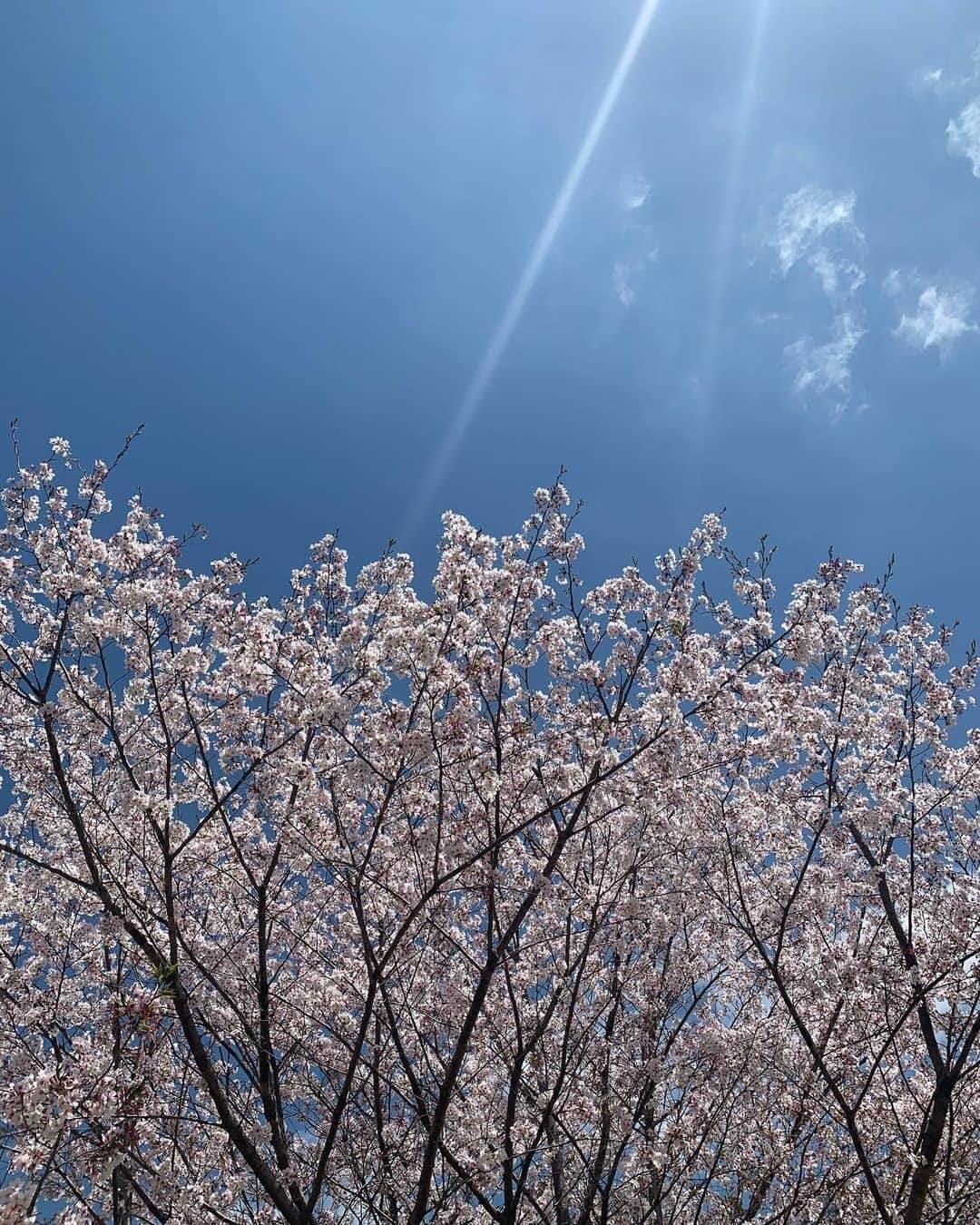 笠りつ子さんのインスタグラム写真 - (笠りつ子Instagram)「私のお家でやっているストレッチです🥰  タオルやクラブを肩幅より広めに持って 肩甲骨を中央に寄せるようにします。 吸って、吐きながらさげます！  二つ目は 上半身の捻転力 スエー、突っ込み改善 肘を広げた時は、肘をみてね！  私のトレーナーさんの タグ付けしてありますので ぜひ、見て下さいね😚 私より分かりやすいと思います‼︎ 今日は、天気いいね🌈 #お家時間」4月5日 15時56分 - ryuritsuko