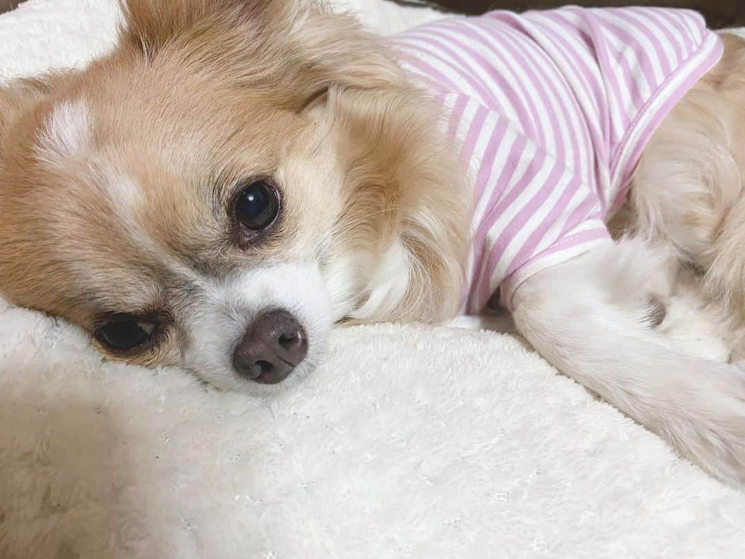 大後寿々花さんのインスタグラム写真 - (大後寿々花Instagram)「#chihuahua #いやしわんこ #🐶」4月5日 15時56分 - suzuka_ohgo