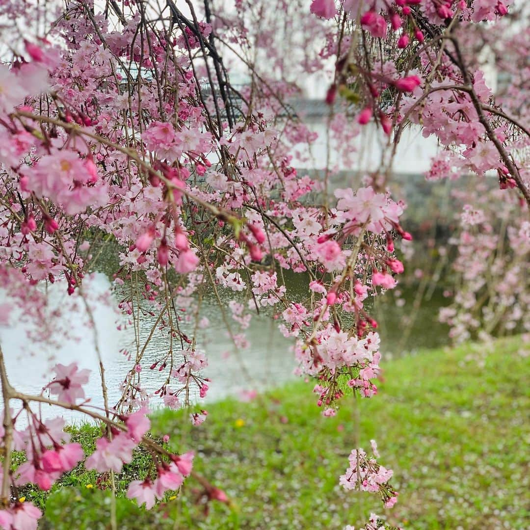 松田美由紀さんのインスタグラム写真 - (松田美由紀Instagram)「ぴんく。」4月5日 15時58分 - matsudamiyuki