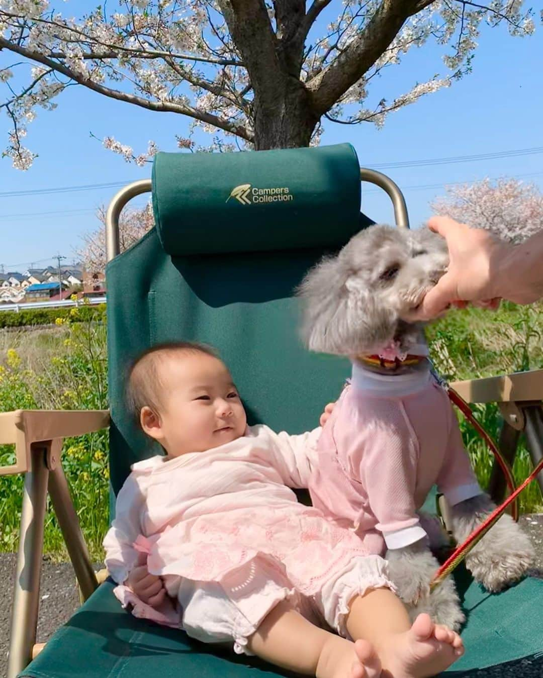 桜井未来さんのインスタグラム写真 - (桜井未来Instagram)「千葉の田舎の方まで桜🌸を見に行って来ました😊！ 日光浴がてら、誰も居ない川沿いの桜並木をお散歩☀️ たまーに犬を連れてお散歩してる人とすれ違うくらいで、最高に長閑な場所でした🕊🍃 こんな時でも、小さな幸せを... ・ ・ ・  #女の子ママ #ママ #baby #ママ友募集 #赤ちゃんのいる生活 #ママサークル #ママイベント #ママ会 #都内ママ #ベビスタグラム #mamagirl #ベビフル #コドモダカラ #コドモノ #ママリ #親バカ部 #新米ママ東京部 #ベビモ　#桜 #花見 #散歩」4月5日 16時13分 - miki.sakurai0214