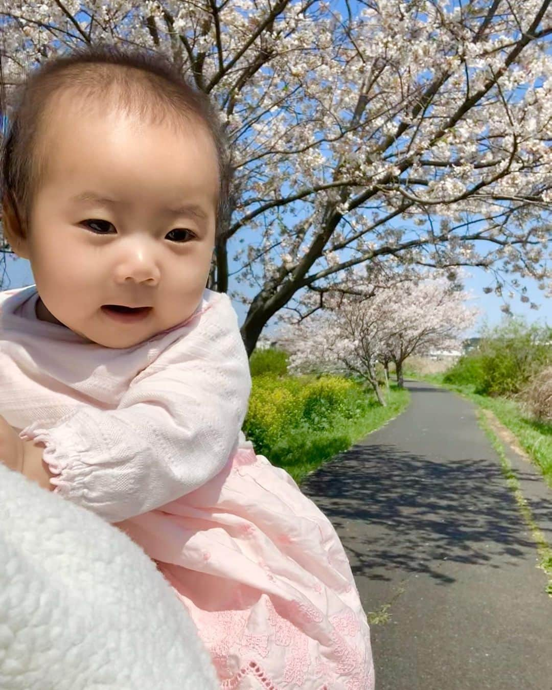 桜井未来さんのインスタグラム写真 - (桜井未来Instagram)「千葉の田舎の方まで桜🌸を見に行って来ました😊！ 日光浴がてら、誰も居ない川沿いの桜並木をお散歩☀️ たまーに犬を連れてお散歩してる人とすれ違うくらいで、最高に長閑な場所でした🕊🍃 こんな時でも、小さな幸せを... ・ ・ ・  #女の子ママ #ママ #baby #ママ友募集 #赤ちゃんのいる生活 #ママサークル #ママイベント #ママ会 #都内ママ #ベビスタグラム #mamagirl #ベビフル #コドモダカラ #コドモノ #ママリ #親バカ部 #新米ママ東京部 #ベビモ　#桜 #花見 #散歩」4月5日 16時13分 - miki.sakurai0214