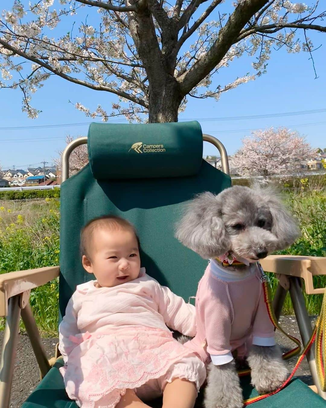 桜井未来さんのインスタグラム写真 - (桜井未来Instagram)「千葉の田舎の方まで桜🌸を見に行って来ました😊！ 日光浴がてら、誰も居ない川沿いの桜並木をお散歩☀️ たまーに犬を連れてお散歩してる人とすれ違うくらいで、最高に長閑な場所でした🕊🍃 こんな時でも、小さな幸せを... ・ ・ ・  #女の子ママ #ママ #baby #ママ友募集 #赤ちゃんのいる生活 #ママサークル #ママイベント #ママ会 #都内ママ #ベビスタグラム #mamagirl #ベビフル #コドモダカラ #コドモノ #ママリ #親バカ部 #新米ママ東京部 #ベビモ　#桜 #花見 #散歩」4月5日 16時13分 - miki.sakurai0214