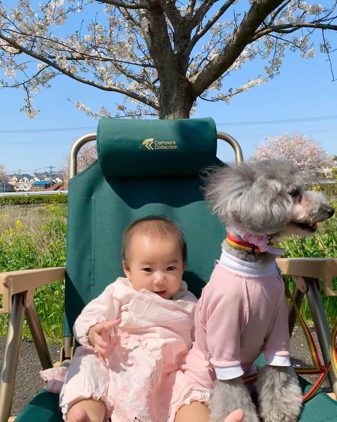 桜井未来さんのインスタグラム写真 - (桜井未来Instagram)「千葉の田舎の方まで桜🌸を見に行って来ました😊！ 日光浴がてら、誰も居ない川沿いの桜並木をお散歩☀️ たまーに犬を連れてお散歩してる人とすれ違うくらいで、最高に長閑な場所でした🕊🍃 こんな時でも、小さな幸せを... ・ ・ ・  #女の子ママ #ママ #baby #ママ友募集 #赤ちゃんのいる生活 #ママサークル #ママイベント #ママ会 #都内ママ #ベビスタグラム #mamagirl #ベビフル #コドモダカラ #コドモノ #ママリ #親バカ部 #新米ママ東京部 #ベビモ　#桜 #花見 #散歩」4月5日 16時13分 - miki.sakurai0214