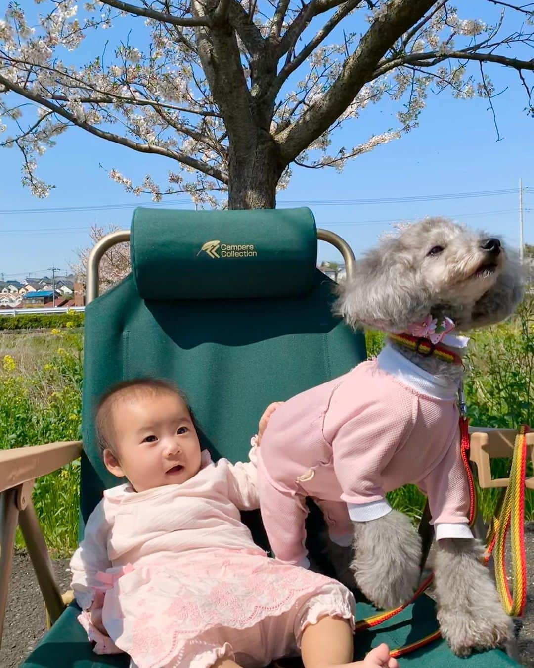 桜井未来さんのインスタグラム写真 - (桜井未来Instagram)「千葉の田舎の方まで桜🌸を見に行って来ました😊！ 日光浴がてら、誰も居ない川沿いの桜並木をお散歩☀️ たまーに犬を連れてお散歩してる人とすれ違うくらいで、最高に長閑な場所でした🕊🍃 こんな時でも、小さな幸せを... ・ ・ ・  #女の子ママ #ママ #baby #ママ友募集 #赤ちゃんのいる生活 #ママサークル #ママイベント #ママ会 #都内ママ #ベビスタグラム #mamagirl #ベビフル #コドモダカラ #コドモノ #ママリ #親バカ部 #新米ママ東京部 #ベビモ　#桜 #花見 #散歩」4月5日 16時13分 - miki.sakurai0214