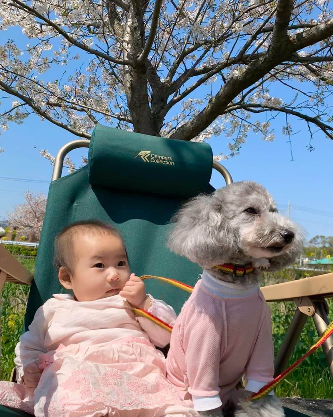 桜井未来さんのインスタグラム写真 - (桜井未来Instagram)「千葉の田舎の方まで桜🌸を見に行って来ました😊！ 日光浴がてら、誰も居ない川沿いの桜並木をお散歩☀️ たまーに犬を連れてお散歩してる人とすれ違うくらいで、最高に長閑な場所でした🕊🍃 こんな時でも、小さな幸せを... ・ ・ ・  #女の子ママ #ママ #baby #ママ友募集 #赤ちゃんのいる生活 #ママサークル #ママイベント #ママ会 #都内ママ #ベビスタグラム #mamagirl #ベビフル #コドモダカラ #コドモノ #ママリ #親バカ部 #新米ママ東京部 #ベビモ　#桜 #花見 #散歩」4月5日 16時13分 - miki.sakurai0214