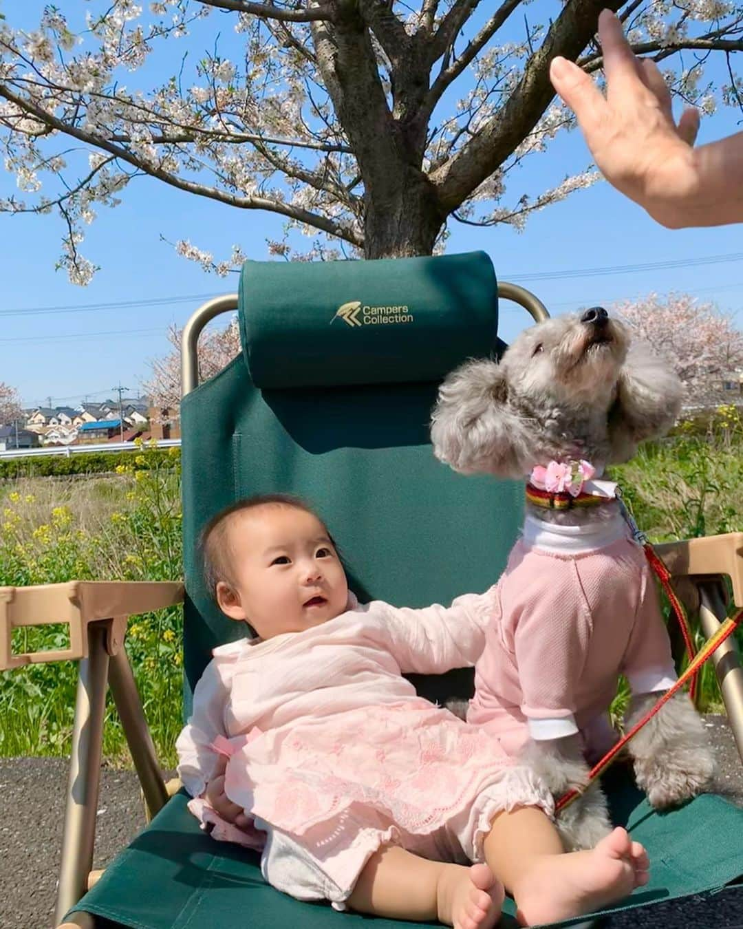 桜井未来さんのインスタグラム写真 - (桜井未来Instagram)「千葉の田舎の方まで桜🌸を見に行って来ました😊！ 日光浴がてら、誰も居ない川沿いの桜並木をお散歩☀️ たまーに犬を連れてお散歩してる人とすれ違うくらいで、最高に長閑な場所でした🕊🍃 こんな時でも、小さな幸せを... ・ ・ ・  #女の子ママ #ママ #baby #ママ友募集 #赤ちゃんのいる生活 #ママサークル #ママイベント #ママ会 #都内ママ #ベビスタグラム #mamagirl #ベビフル #コドモダカラ #コドモノ #ママリ #親バカ部 #新米ママ東京部 #ベビモ　#桜 #花見 #散歩」4月5日 16時13分 - miki.sakurai0214