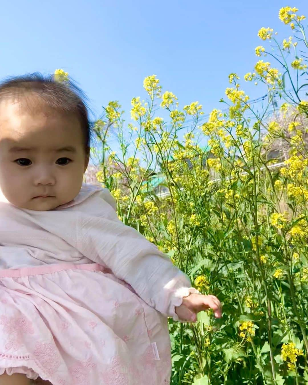 桜井未来さんのインスタグラム写真 - (桜井未来Instagram)「菜の花🌼 青空とのコントラストがとっても綺麗✨ 春🌸ですね😊💓 @yuurimorishita ちゃんに頂いたピンクのロンパースもあっと言う間にピッタリに😘！ なんて可愛いのでしょう（笑） ・ ・ ・  #女の子ママ #ママ #baby #ママ友募集 #赤ちゃんのいる生活 #ママサークル #ママイベント #ママ会 #都内ママ #ベビスタグラム #mamagirl #ベビフル #コドモダカラ #コドモノ #ママリ #親バカ部 #新米ママ東京部 #ベビモ」4月5日 16時16分 - miki.sakurai0214