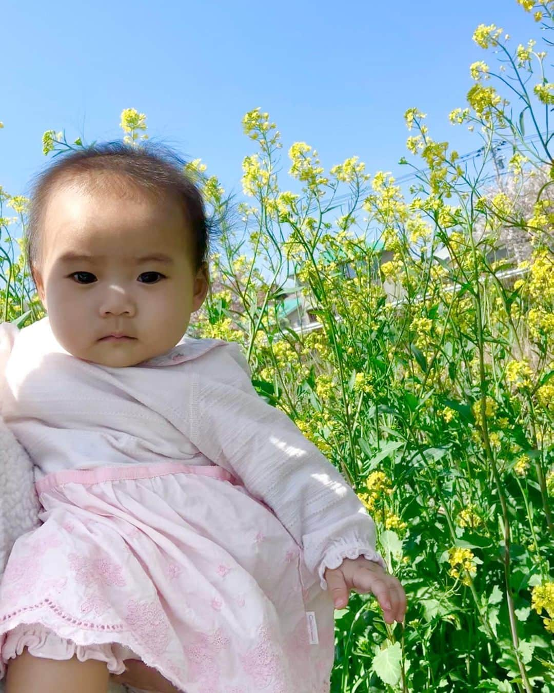 桜井未来さんのインスタグラム写真 - (桜井未来Instagram)「菜の花🌼 青空とのコントラストがとっても綺麗✨ 春🌸ですね😊💓 @yuurimorishita ちゃんに頂いたピンクのロンパースもあっと言う間にピッタリに😘！ なんて可愛いのでしょう（笑） ・ ・ ・  #女の子ママ #ママ #baby #ママ友募集 #赤ちゃんのいる生活 #ママサークル #ママイベント #ママ会 #都内ママ #ベビスタグラム #mamagirl #ベビフル #コドモダカラ #コドモノ #ママリ #親バカ部 #新米ママ東京部 #ベビモ」4月5日 16時16分 - miki.sakurai0214