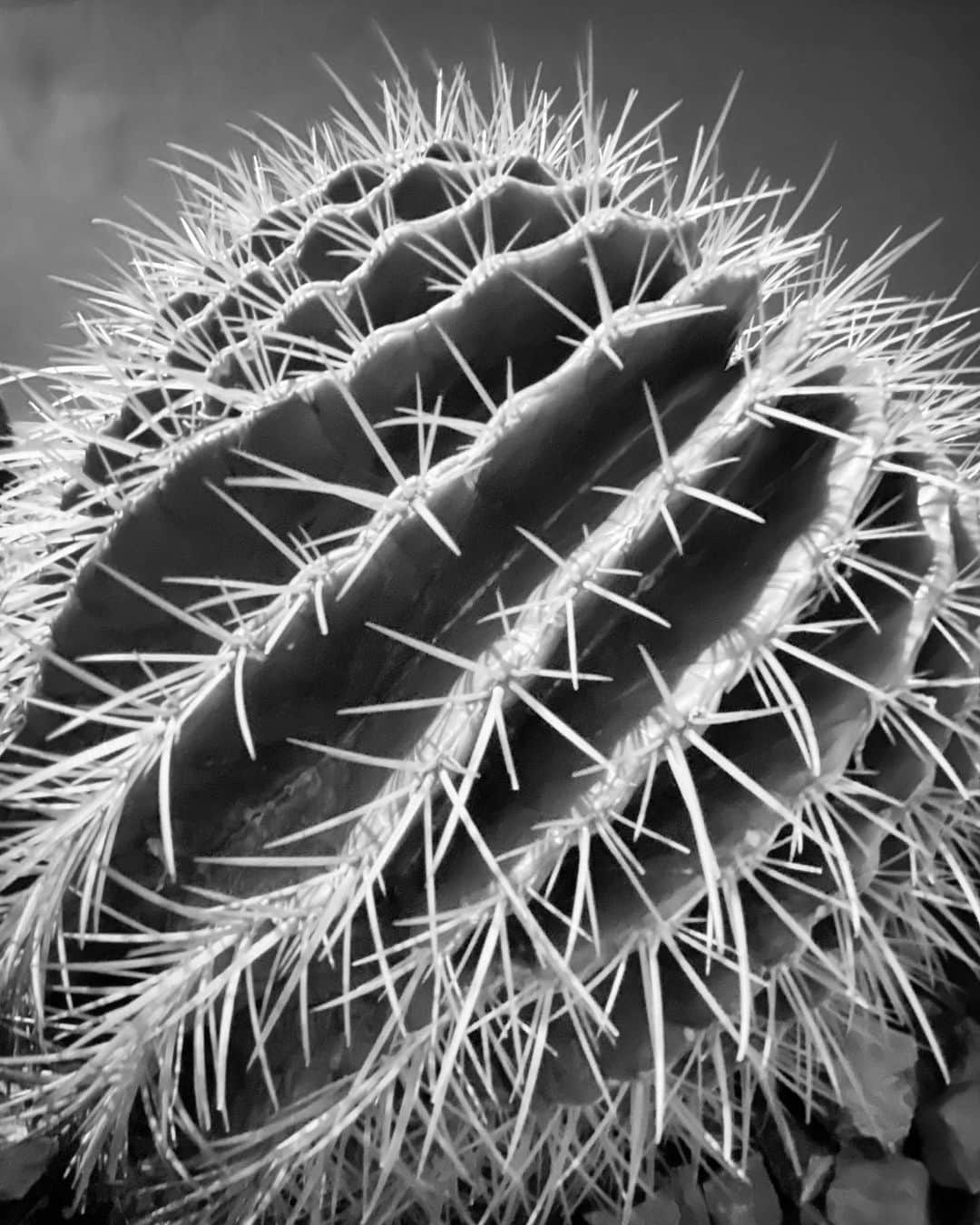 のインスタグラム：「#streetphotography #storyofthestreet #streetscenesmag #streetoftokyo #streetcinematography #streetoftones #greenleaf #cactus #iphone11pro」