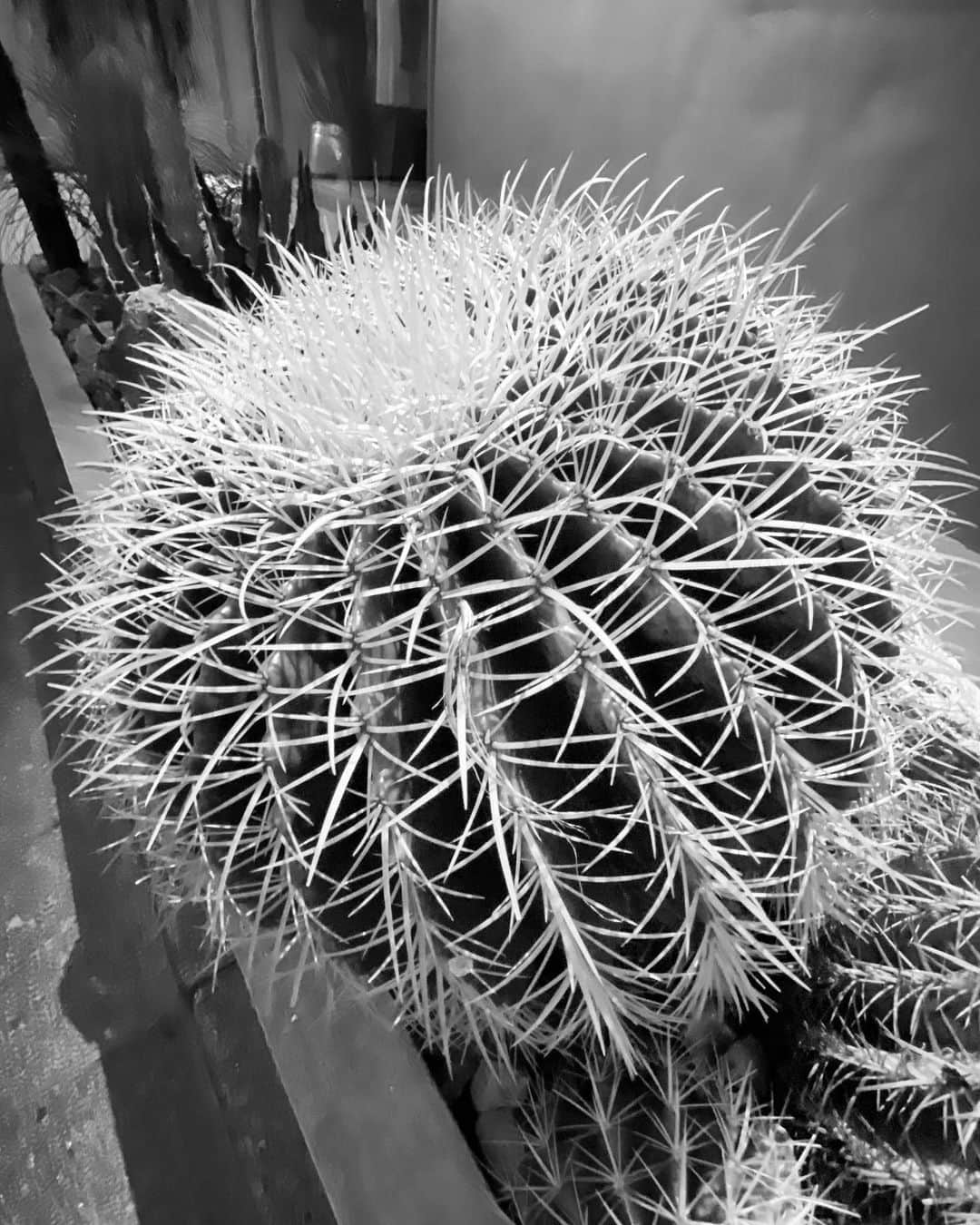 のインスタグラム：「#streetphotography #storyofthestreet #streetscenesmag #streetoftokyo #streetcinematography #streetoftones #greenleaf #cactus #iphone11pro」