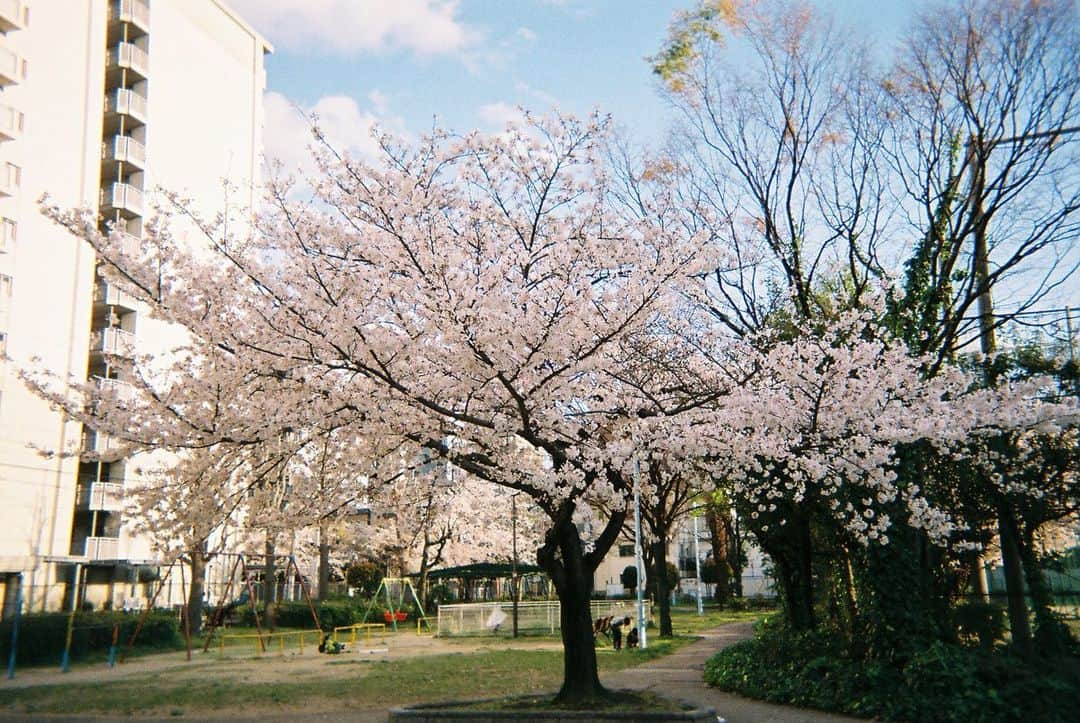 高見雄登のインスタグラム：「#写ルンです 劇場へ行く途中にある公園で撮った桜です。 この写真撮った後に家パリピ回ってきて、気が重くなりました。」