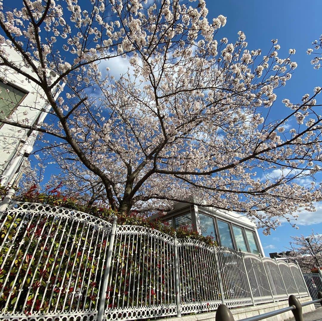 池添謙一さんのインスタグラム写真 - (池添謙一Instagram)「お疲れ様です！ 無観客なので阪神競馬場の桜を🌸少しお裾分け🤏これで家で飲んでください笑笑  大変だと思います。頑張りましょう‼︎ 今が頑張る時です‼︎ #桜 #撮り方あんま上手くない… #上手に撮りたい #最新携帯カメラやのに」4月5日 18時17分 - kenchan.0723