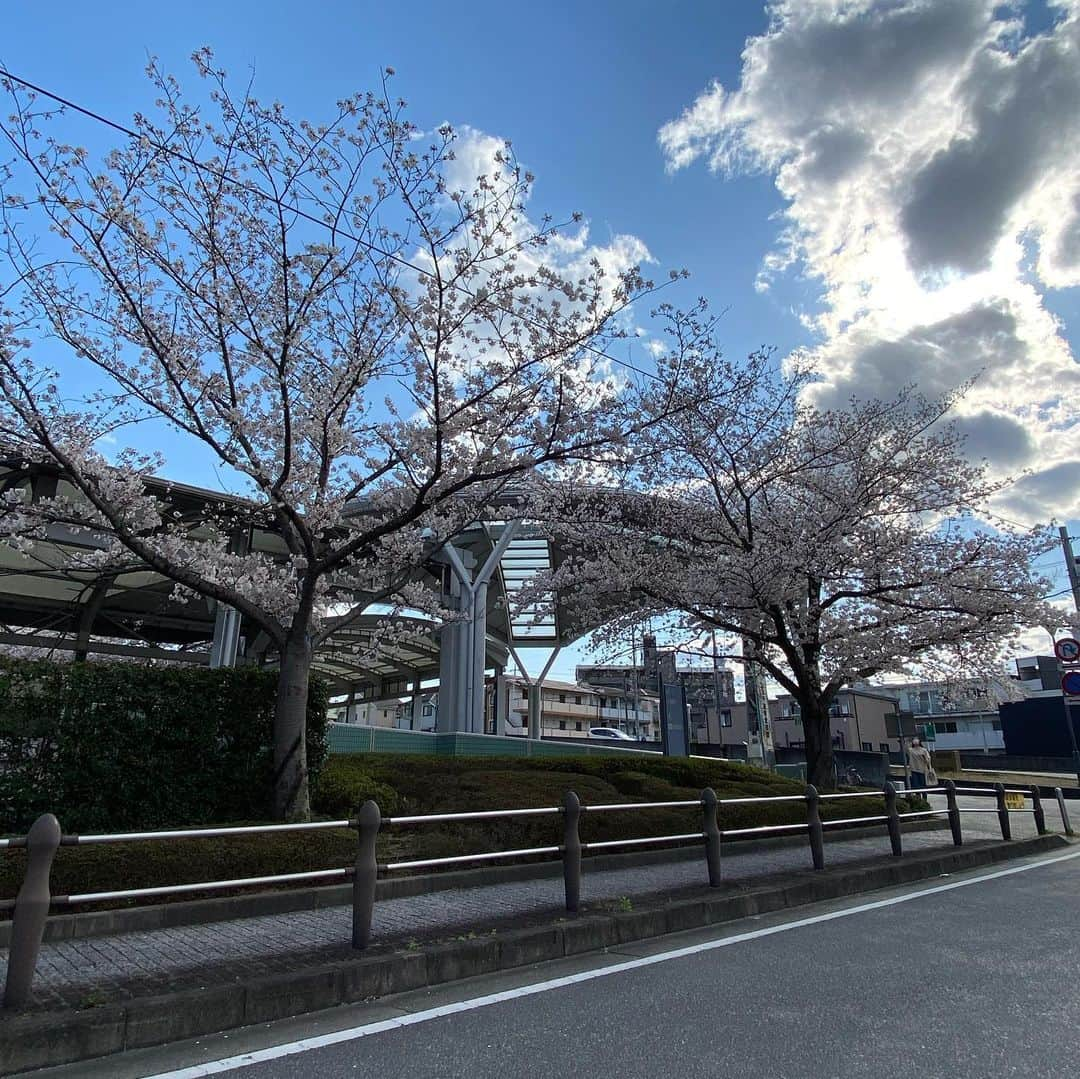 池添謙一さんのインスタグラム写真 - (池添謙一Instagram)「お疲れ様です！ 無観客なので阪神競馬場の桜を🌸少しお裾分け🤏これで家で飲んでください笑笑  大変だと思います。頑張りましょう‼︎ 今が頑張る時です‼︎ #桜 #撮り方あんま上手くない… #上手に撮りたい #最新携帯カメラやのに」4月5日 18時17分 - kenchan.0723