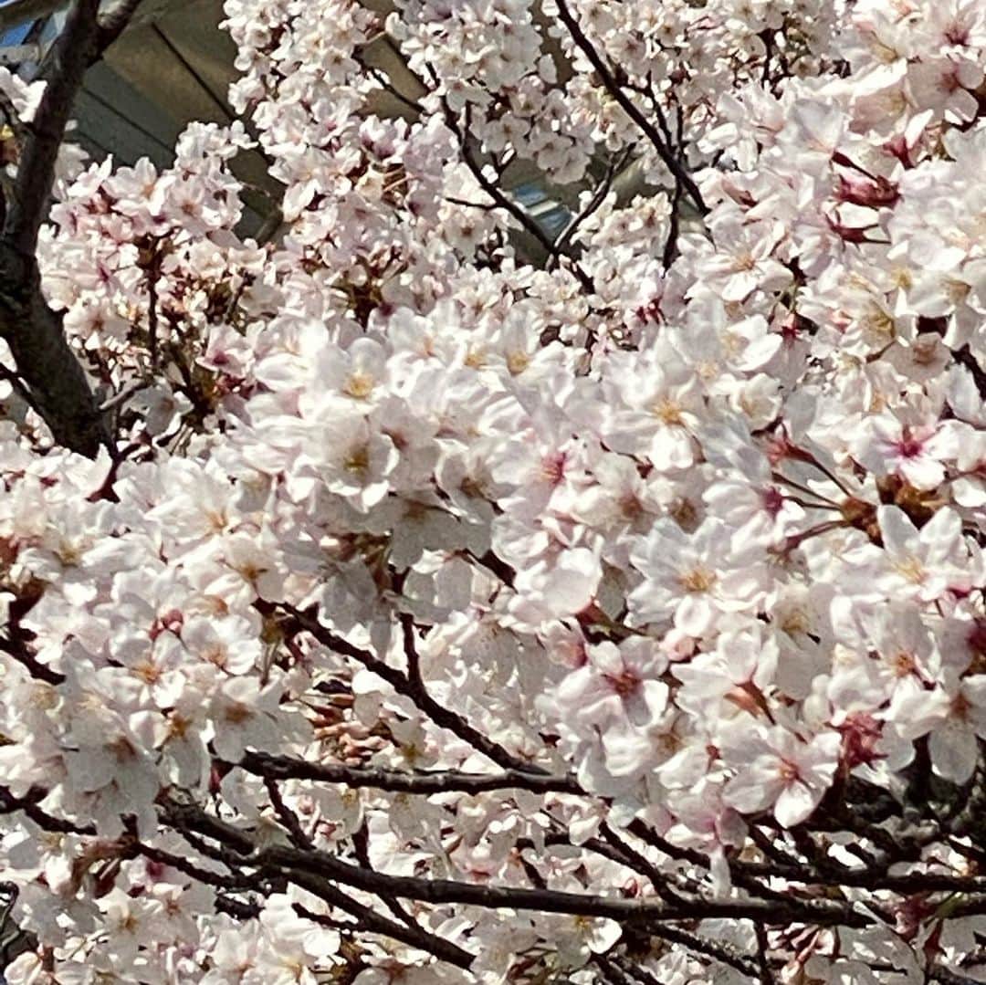 池添謙一さんのインスタグラム写真 - (池添謙一Instagram)「お疲れ様です！ 無観客なので阪神競馬場の桜を🌸少しお裾分け🤏これで家で飲んでください笑笑  大変だと思います。頑張りましょう‼︎ 今が頑張る時です‼︎ #桜 #撮り方あんま上手くない… #上手に撮りたい #最新携帯カメラやのに」4月5日 18時17分 - kenchan.0723