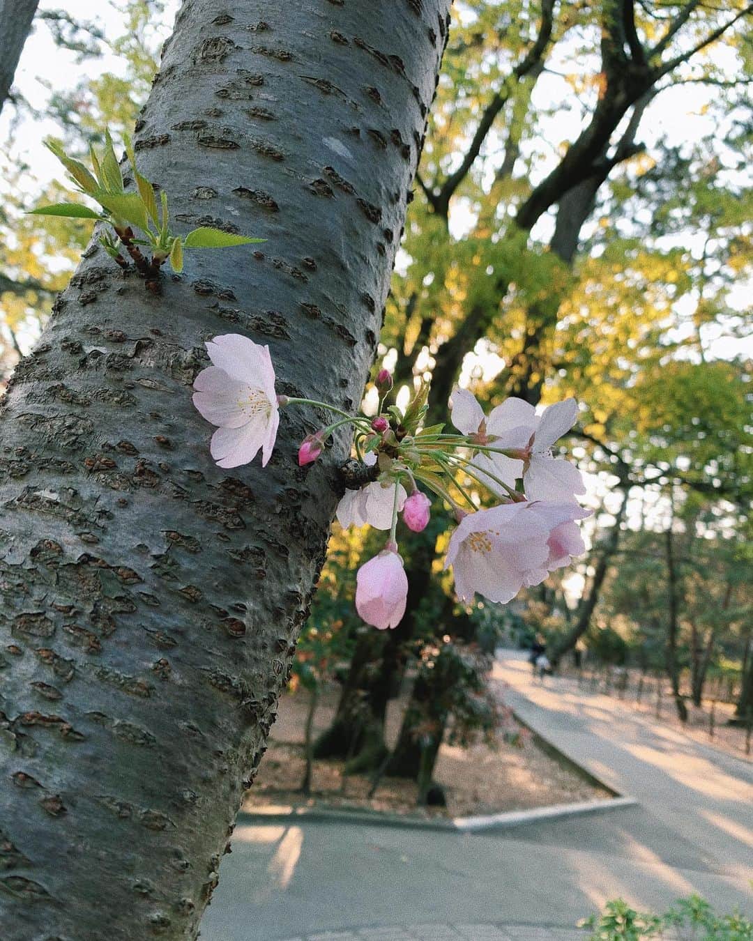 sayocoのインスタグラム：「家の近くの公園にて、 ちっちゃな春見つけました🌸 来年はお花見出来ますように🙏 #小さな幸せのおすそわけ」