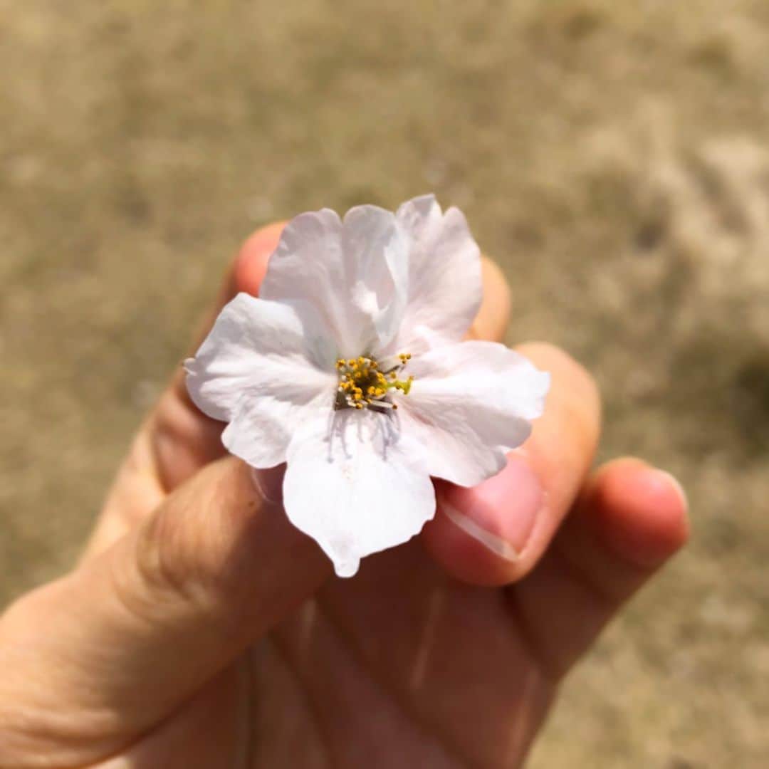 馬渕史香のインスタグラム：「花はやっぱり心を豊かにしてくれる . #さくら #桜 #春 #四季 #japan #cherryblossom」