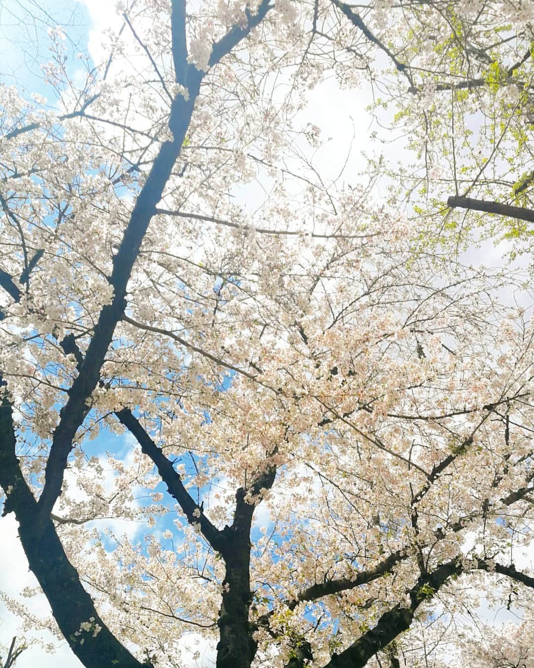 林智美 さんのインスタグラム写真 - (林智美 Instagram)「3密を避け、 ソーシャルディスタンスを保ちながら、 ベンチの端と端に座って、 ほんの束の間の再会🧡  用事を済ませたら即解散。 一瞬やったけど、 会う前よりも免疫力は上がったね⤴️ 散歩、息抜き、大事。 ありがとうご近所さん🙌 * #桜 #桜2020 #コロナに負けるな #とも散歩 #🌸」4月5日 18時35分 - h_tomomi_i