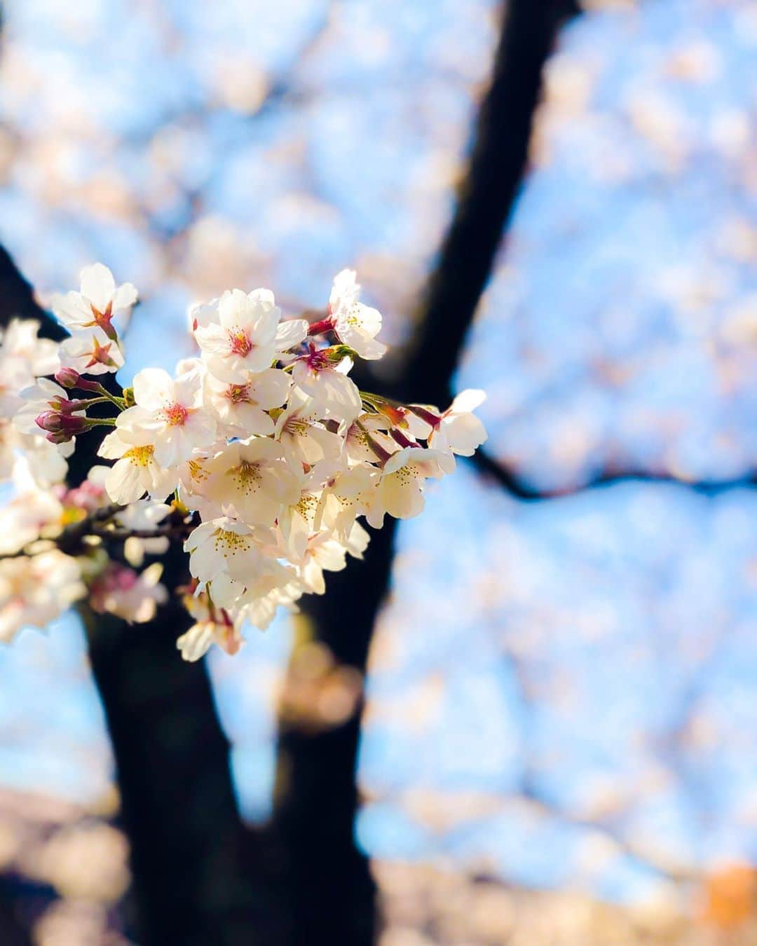 多田修平さんのインスタグラム写真 - (多田修平Instagram)「去年の桜🌸　 なんと、社会人2年目らしい。」4月5日 18時49分 - shuhei_0624