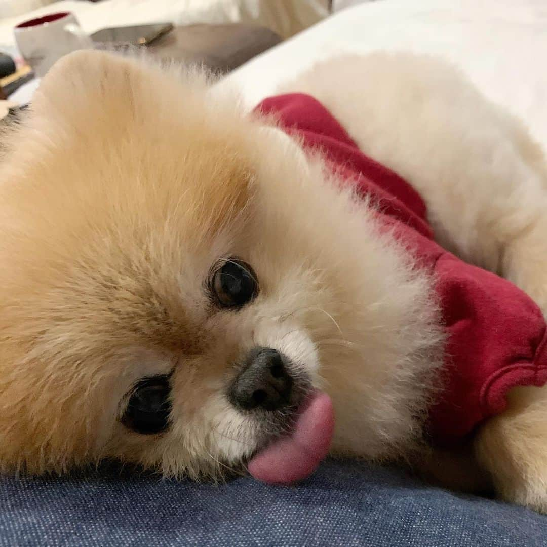 Ella Chuffyのインスタグラム：「I’m not gonna move today. #todaymove #sunday . . . . . . . . . #ellachuffy #pet #petstagram #pomeranianpage #pomeraniansofinstagram #teacuppoms #cutedogs #pomeranian_lovers #pomeranianlife #pomeranianworld #teddybeardog #pomeranian #puppylove #aplacetolovedogs #dogoftheday #justpomeranians #fluffypack #dogoftheday #anmlsposts #thedailypompom #picoftheday #iflmdog #犬 #狗 #everydaydoglover  #pomeranianww #justpomeranians #pomeranian_moments」