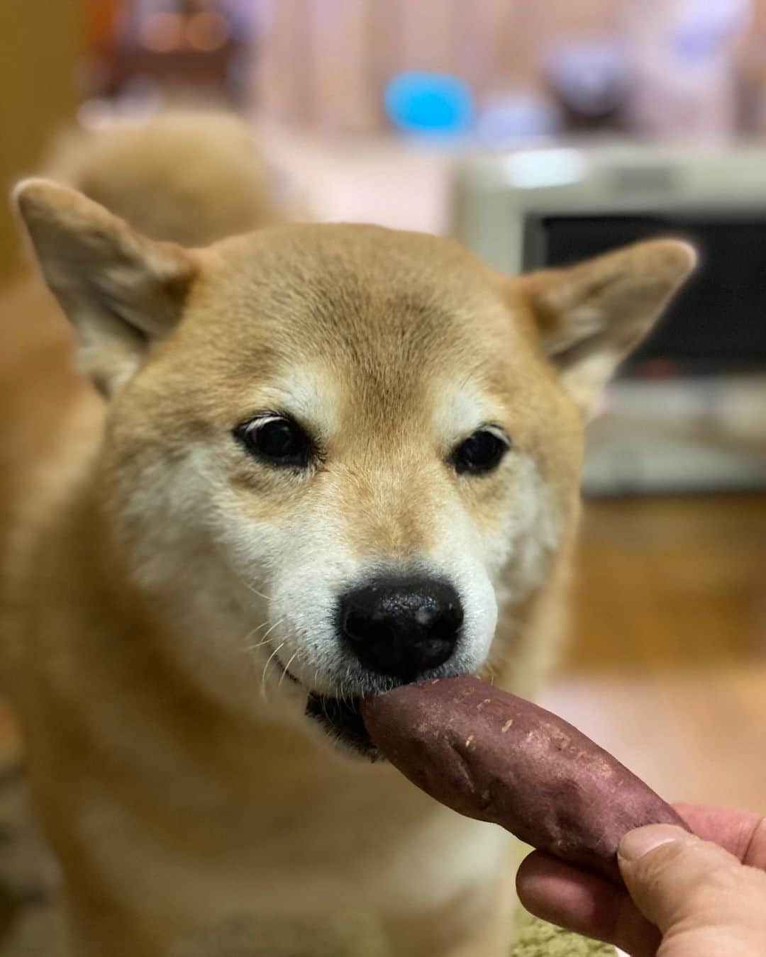 まる（まるたろう）さんのインスタグラム写真 - (まる（まるたろう）Instagram)「I'm hungry! I want to eat something!✨🐶✨パパ、お腹すいたからなんかちょーだい。 #甘くて美味しいやつがいいな #って #あんたお芋さん好っきゃな #美味しいけれども #まる家の焼き芋屋さん🍠」4月5日 19時22分 - marutaro