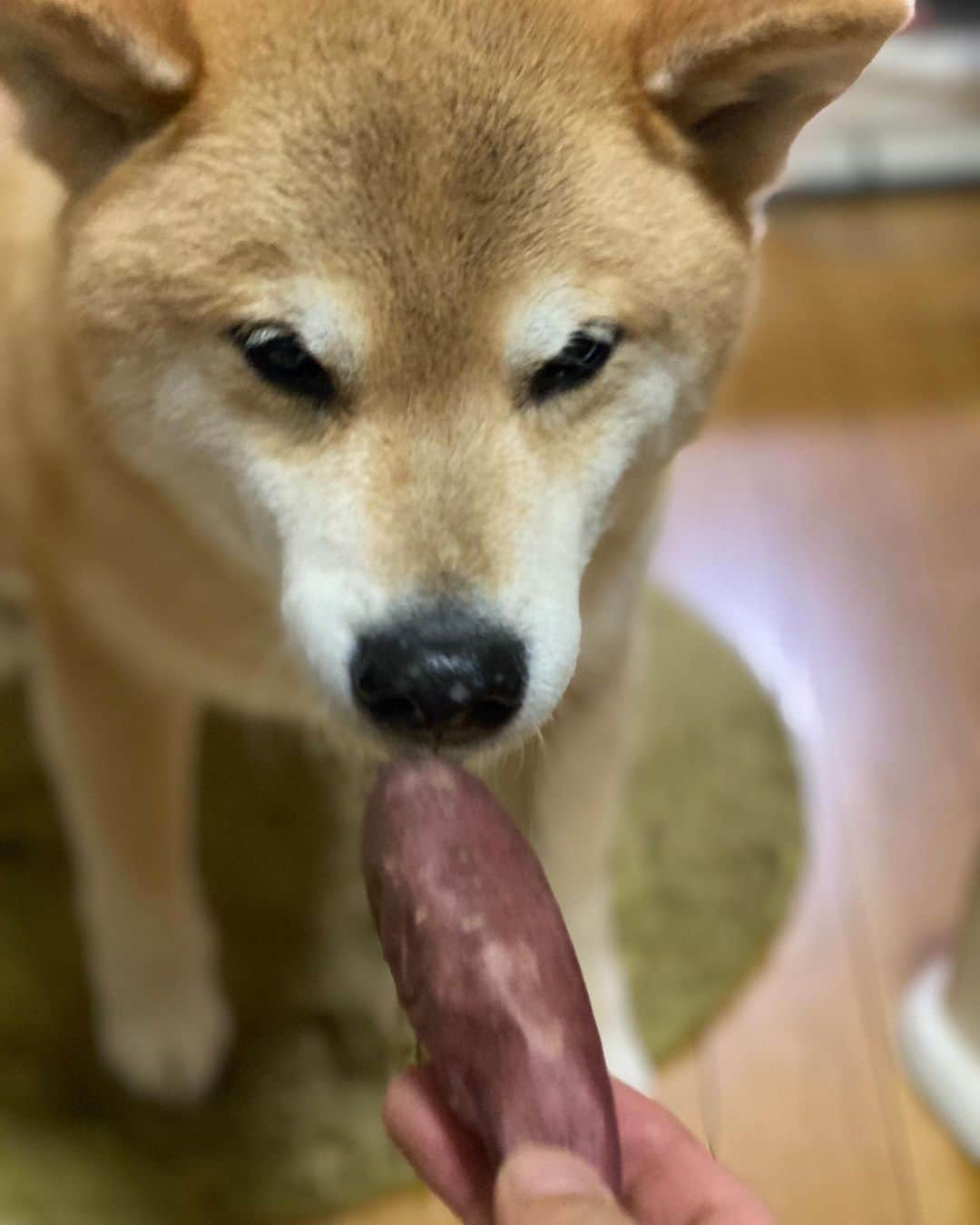 まる（まるたろう）さんのインスタグラム写真 - (まる（まるたろう）Instagram)「I'm hungry! I want to eat something!✨🐶✨パパ、お腹すいたからなんかちょーだい。 #甘くて美味しいやつがいいな #って #あんたお芋さん好っきゃな #美味しいけれども #まる家の焼き芋屋さん🍠」4月5日 19時22分 - marutaro