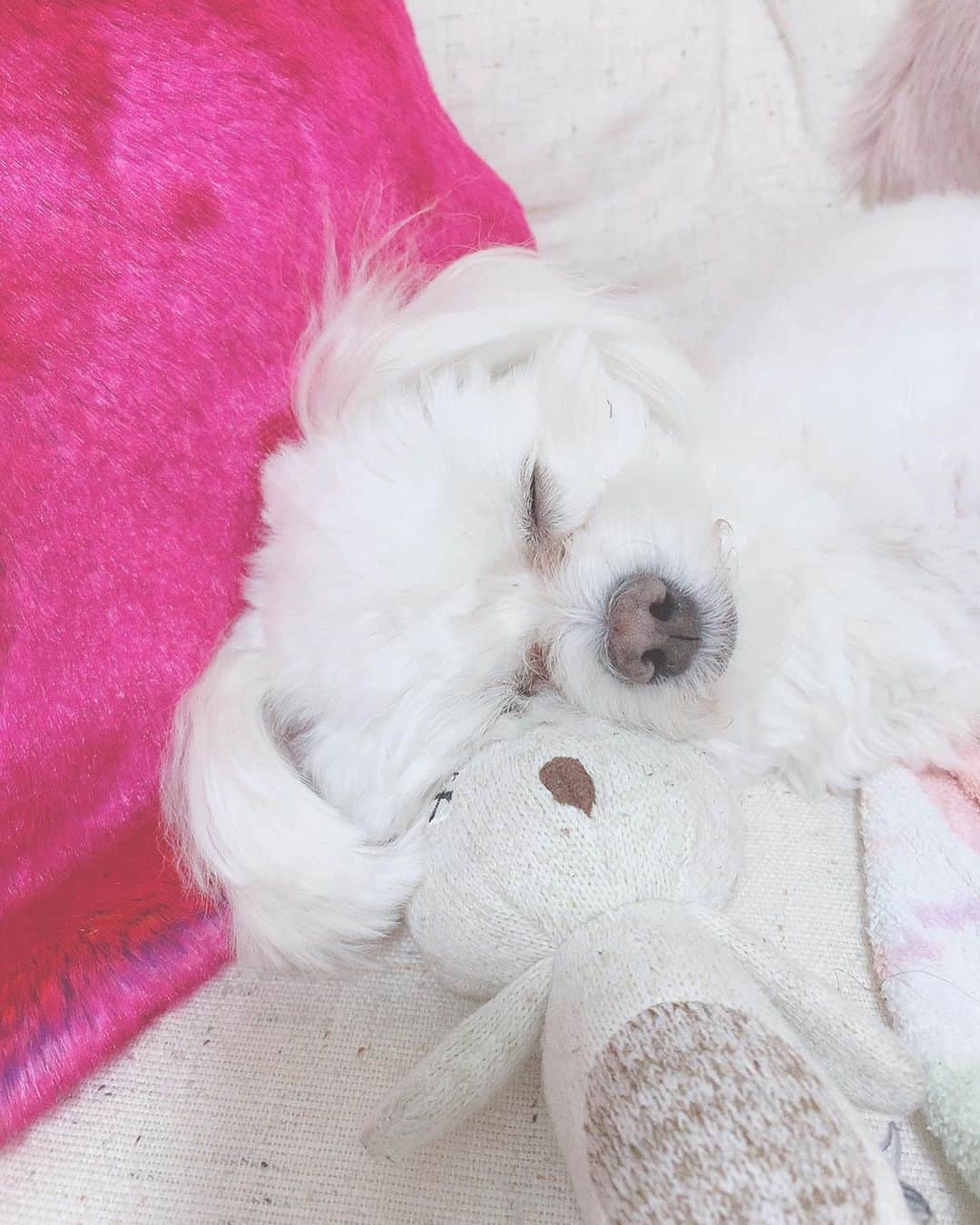 こなんさんのインスタグラム写真 - (こなんInstagram)「. . 早くお出かけしたいね🐶💓 #はぐ#マルプー」4月5日 19時23分 - konan_610