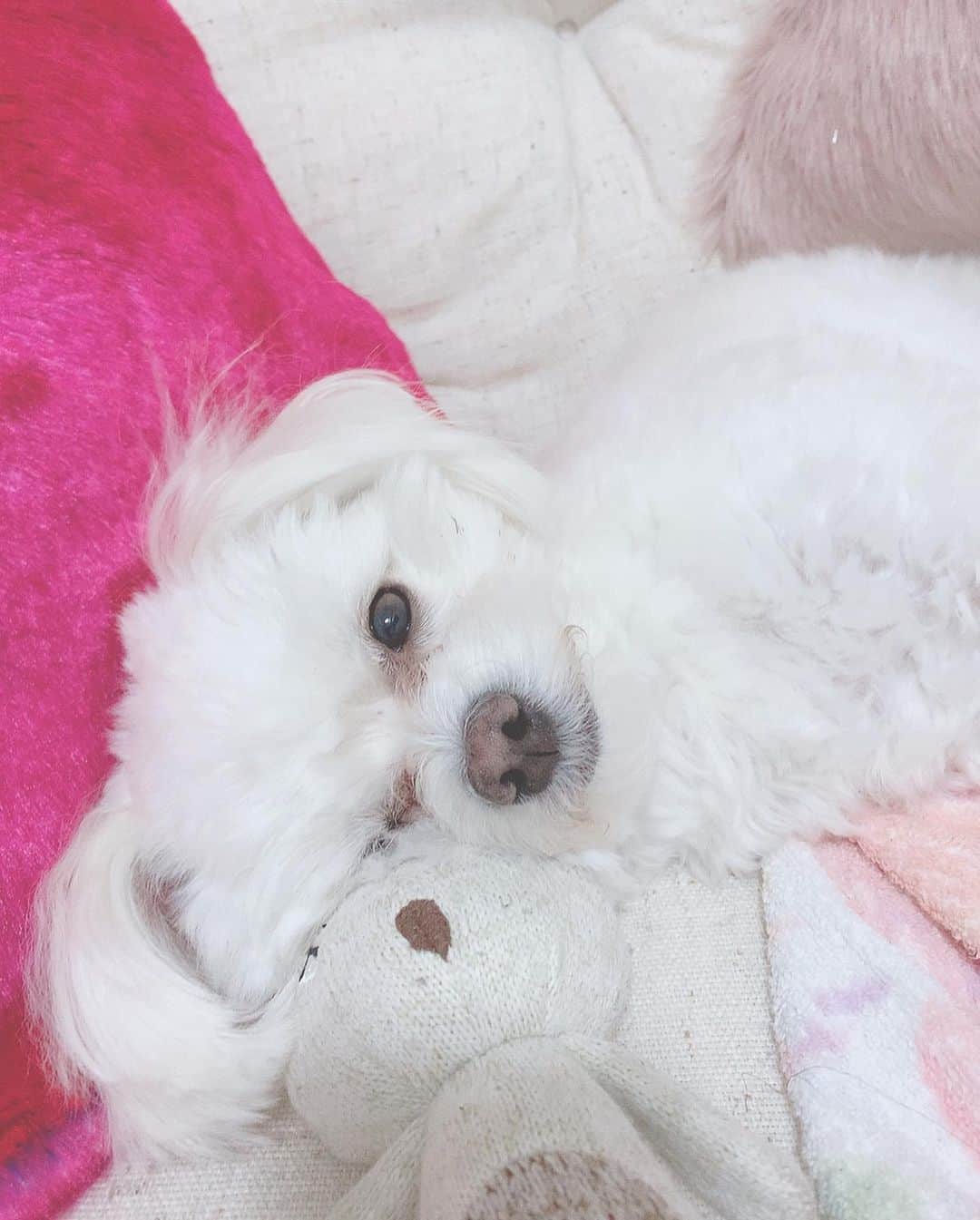 こなんさんのインスタグラム写真 - (こなんInstagram)「. . 早くお出かけしたいね🐶💓 #はぐ#マルプー」4月5日 19時23分 - konan_610