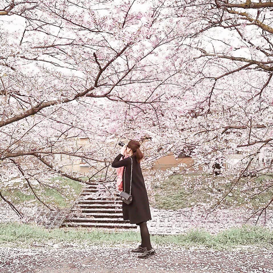 Yukicoさんのインスタグラム写真 - (YukicoInstagram)「𓇣 𖥧 𓇣 𖥧 𓇣 𖥧 𓇣 . 2019春の桜で妄想族🌸 . . 亡き父の法要の帰り道に 魅せられた桜 来年はきっとお花見できる🌸 見守っててほしい‥ ‥‥‥‥‥‥‥‥‥‥‥‥‥‥‥‥‥‥‥‥‥‥‥‥‥‥‥‥‥‥‥‥‥‥ #springfashion#springstyle#streetphotography#street#sakura#japansightseeing#cherryblossoms#flower_perfection#lightroomweek#桜#ゆるほわ倶楽部#さくら倶楽部#さくら倶楽部2020#さくらテロ2020#着回しコーデ#ステイホーム#家にいよう#おうちで過ごそう」4月5日 19時25分 - yukicolifecom