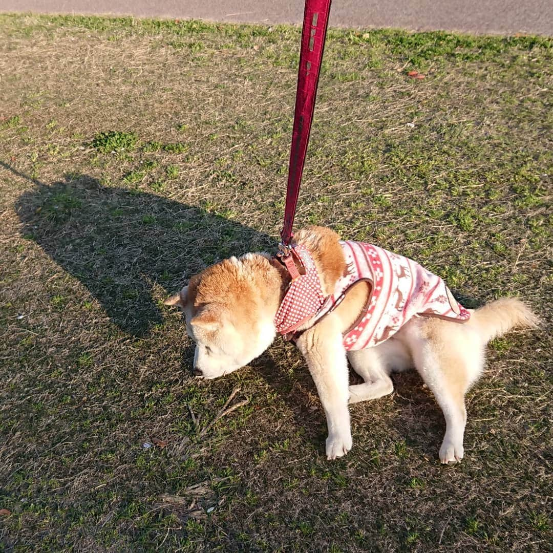 柴子さんのインスタグラム写真 - (柴子Instagram)「本日の夕方散歩。 柴子(仮名)さん、頑張って河川敷へ(途中抱っこで)。 やはり河川敷だと頑張って歩こうとするね〜(о´∀`о)　 #柴犬　#shibainu #shibastagram  #お散歩」4月5日 19時38分 - senogawadogs