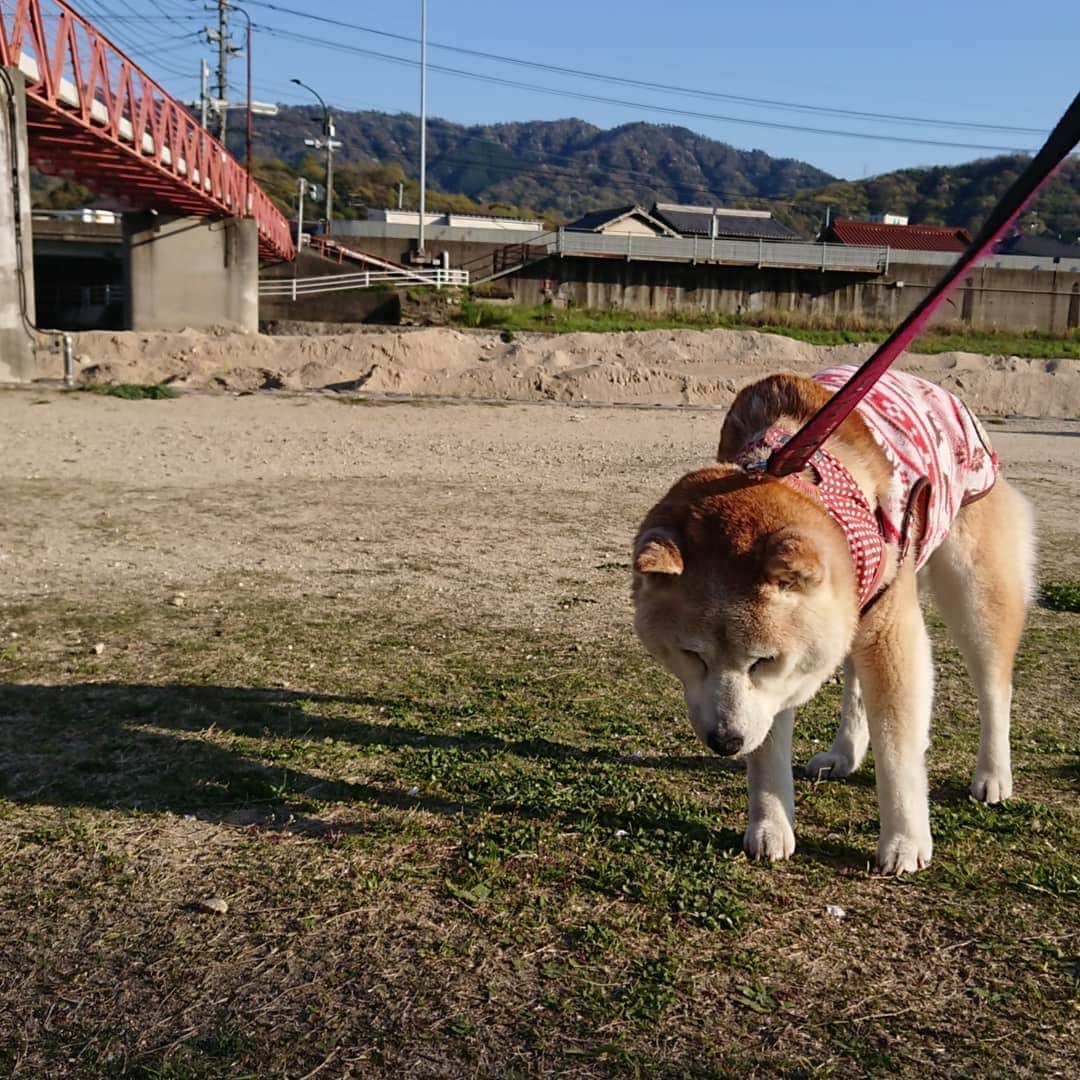 柴子のインスタグラム