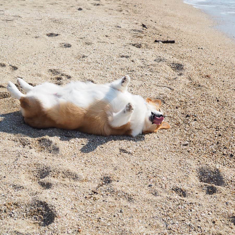 ericoさんのインスタグラム写真 - (ericoInstagram)「✩ 浜辺に落ちているコーギー これがどういうことかと言うと。。 母になでなでされるうちに 眠ってしまったので そっと離れてみました。。。（笑） ✩ #気づかない #起きない #浜辺にコーギー落ちてます #あ起きた #と思ったら #また寝た #それが力丸という男 ✩ Rikimaru is sleeping soundly on the beach😂😂 ✩ #それいけ力丸くん #コーギー  #犬のいる暮らし#pembrokewelshcorgi  #corgistagram #barked #myfavcorgi #buzzfeed #corgisofinstagram  #dailyfluff #9gag #weeklyfluff #dogstagram #corgibutt #корги #코기」4月5日 19時39分 - ericobear
