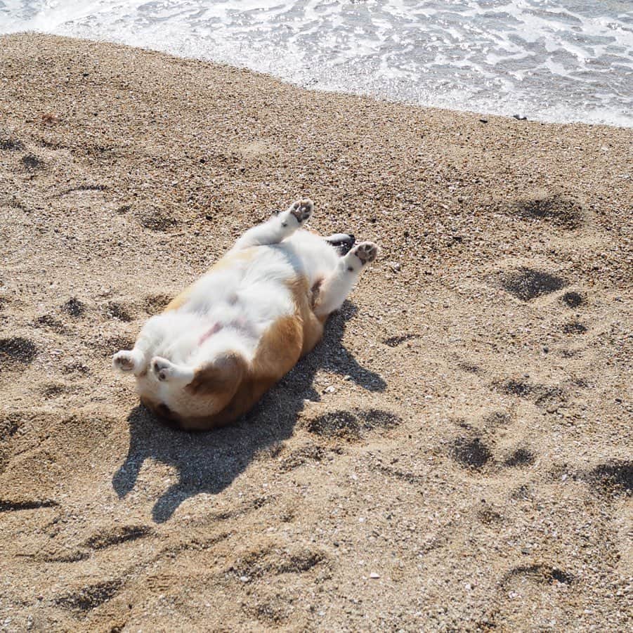 ericoさんのインスタグラム写真 - (ericoInstagram)「✩ 浜辺に落ちているコーギー これがどういうことかと言うと。。 母になでなでされるうちに 眠ってしまったので そっと離れてみました。。。（笑） ✩ #気づかない #起きない #浜辺にコーギー落ちてます #あ起きた #と思ったら #また寝た #それが力丸という男 ✩ Rikimaru is sleeping soundly on the beach😂😂 ✩ #それいけ力丸くん #コーギー  #犬のいる暮らし#pembrokewelshcorgi  #corgistagram #barked #myfavcorgi #buzzfeed #corgisofinstagram  #dailyfluff #9gag #weeklyfluff #dogstagram #corgibutt #корги #코기」4月5日 19時39分 - ericobear