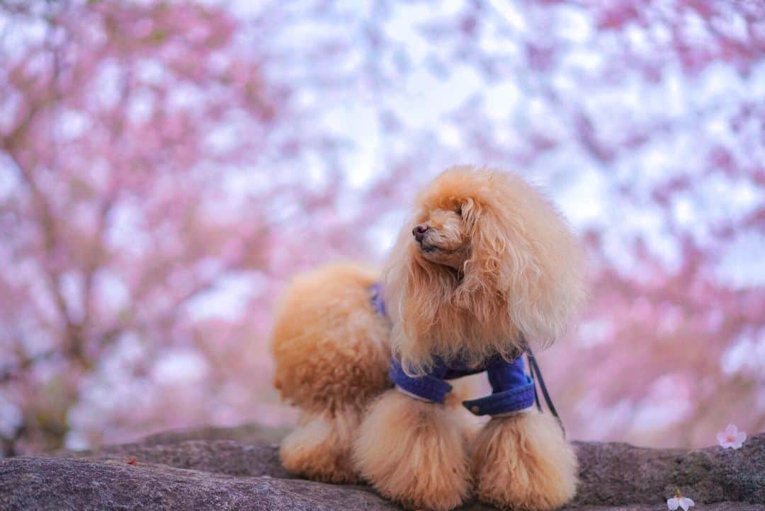 Toypoodle Mikuru?Asakusa Tokyoのインスタグラム：「20200405 Sunday. サクラチル🌸 昨日だったらもっと綺麗だったかなー？ ちょっと葉桜気味でした🥺 . いつもの公園でお花見散歩。 . 来年の桜に期待しつつ 今年は一人おうちで🍺 . #桜 #隅田公園 #右下の桜がポイント🌸 #ツァイス写真部」