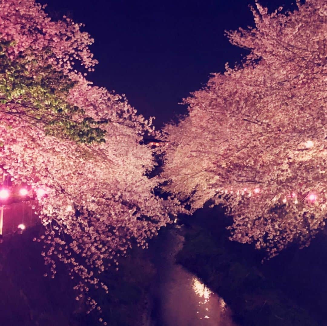 水上真理さんのインスタグラム写真 - (水上真理Instagram)「来年も来ようね . そんな景色に出逢えた幸せ . 大切にしたいですね☺️✨ . #夜桜 #さくら #happy #景色綺麗」4月5日 19時50分 - mari_komorebi