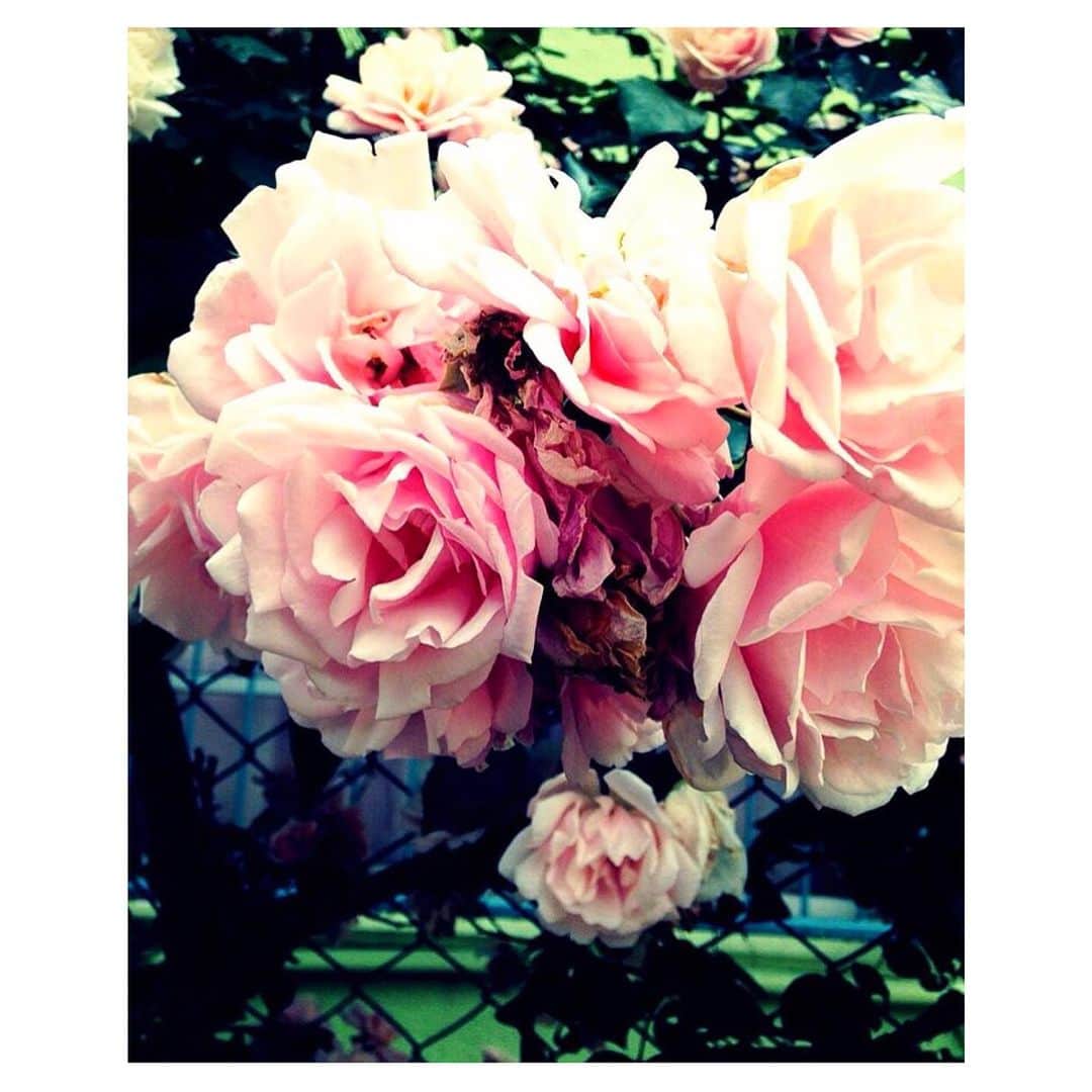 理絵さんのインスタグラム写真 - (理絵Instagram)「過去に撮ったお気に入りの花の写真  #flowers #flower #fiore #꽃 #花 #rose #장미 #薔薇 #ばら #バラ #pink #過去pic #tokyo #japan」4月5日 19時55分 - ____rie____