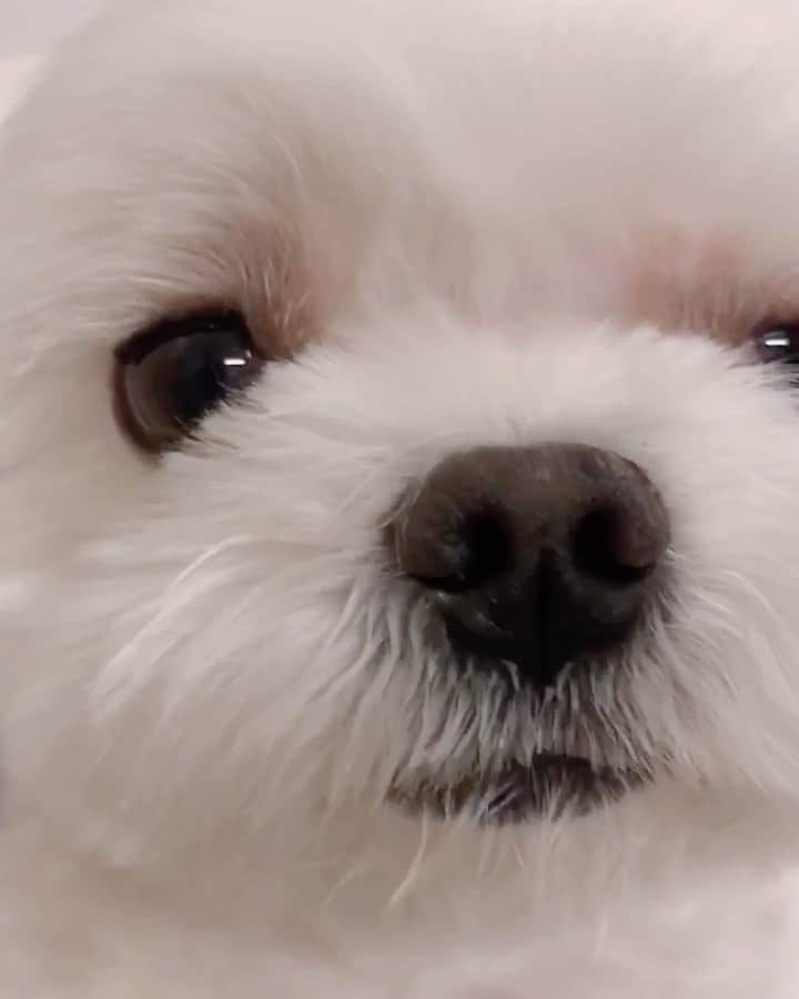 マルチーズ兄妹♡おかゆとおもちのインスタグラム：「…🐶(^🐽^)🌸😂 . . 外出自粛 . お家でおはなみ(^🐽^) . う～～ん、この鼻見もいいもんだな〜😆😂🤣 . . . #はなみ  #おうち時間  #外出自粛 . . . #9gag #9gagcute #maltese #malteseofinstagram #happydog #dogsmile #doglove #doglover #dogstagram #instadog #lovedogs #ilovemydog #cutedog #dogoftheday #instapet #말티즈 #fluffypack . #okayusan #マルチーズ #犬バカ部  #わんこ  #エブリドッグ  #pecotv #pecodogs #鼻ぺちゃ #マルチーズ兄妹 . .」