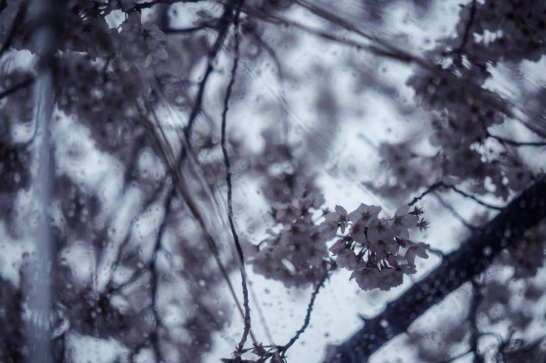莎奈 さんのインスタグラム写真 - (莎奈 Instagram)「傘越しの春。 病院へ行った帰りだったかな。 * 明日は何かできるかも。 と思いながら過ごしてる。」4月5日 20時42分 - sanasanana37