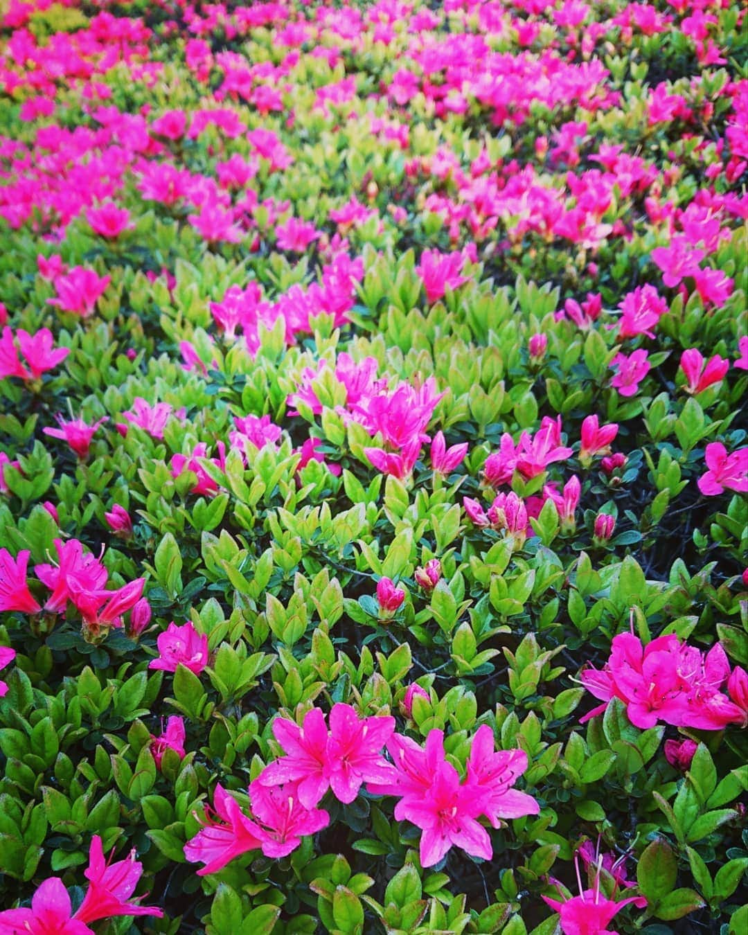 中田有紀さんのインスタグラム写真 - (中田有紀Instagram)「食材買い出しの途中。 近所に咲く色鮮やかなさつきに目を奪われました✨ 春ですねぇ😊🌼 #さつき #春 #心休まるものを探そう」4月5日 20時35分 - akinakada0508