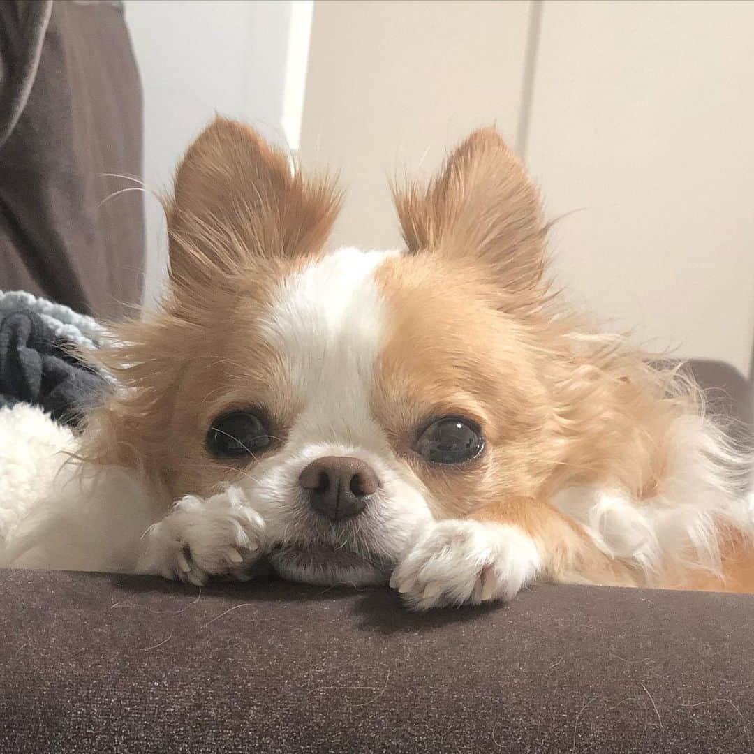 のインスタグラム：「やっと1人の時間でしゅ🐶 ・ ・ ・ #こてつ帰宅🏡 #lonlyboy #imissyou」